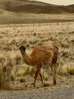 Another stunning drive today with Rodrigo Bisbal @ponchotours. We drove from Salta, through the mountains and Parque Nacional Los Cardones (cactus) down into the valley running along the River Calchaquí and the town of Cachi. 

Yesterday we saw a group of vicuñas; today a guanaco. Looming over Cachi is the Altoplano or high plain with snow-topped mountains, closer to the main Andean chain and Chile. 

The past few days we have been in incredibly different and impressive landscapes that vary greatly with altitude. From Hornocal and its multicolored mountains at over 14,000’, and the salt flats of Salinas Grandes that rival those of Utah, to the cities and towns that run through the immense Quebrada (or canyon) of Humajuaca, I’m struck by the immensity of this country. 

I didn’t know much about the provinces of Salta and Jujuy, but I’m thrilled I came. Rodrigo, the owner of Poncho Tours, has been a great companion and guide. 

#salta #jujuy #cachi #argentina #travel
